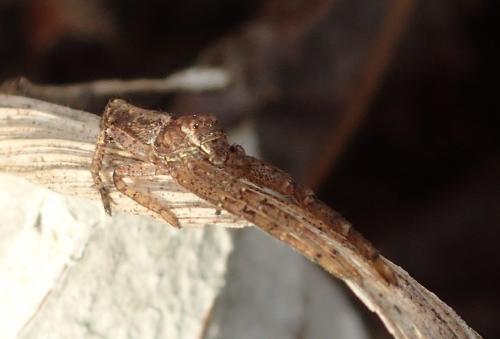 Réf. 196 591 : Tmarus sp.